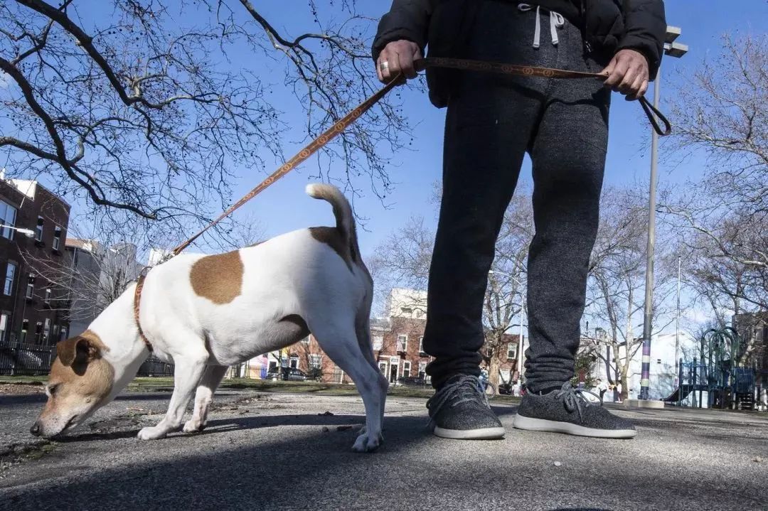 文明養(yǎng)犬知多少？切記做到“寵愛”有方~